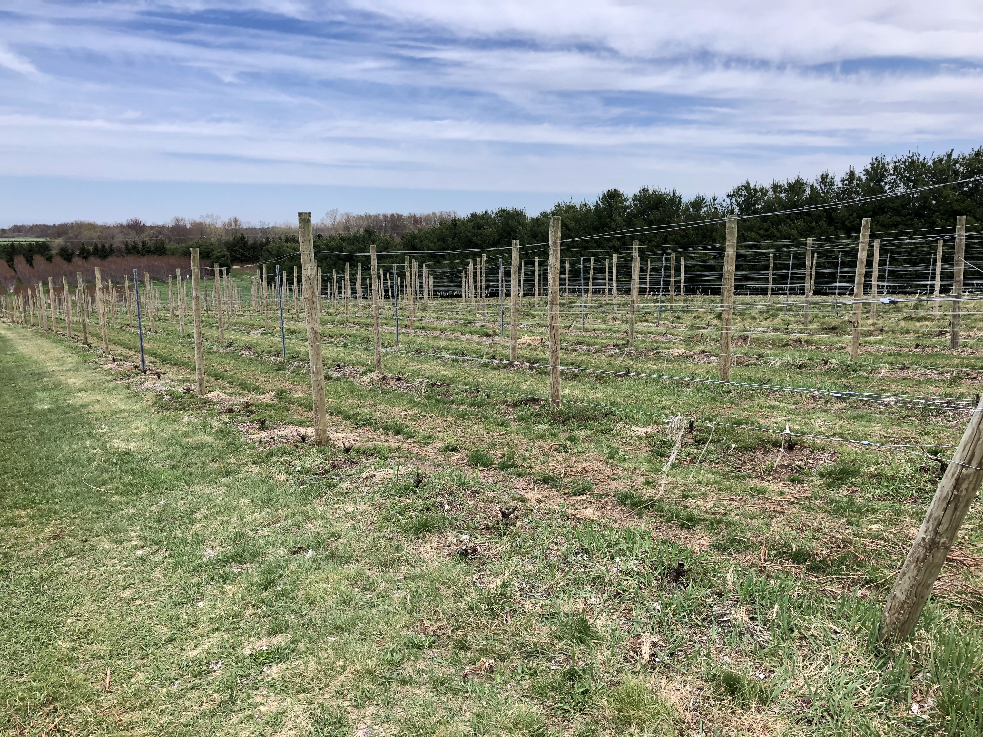 Figure 2_Cabernet franc in a Southwest Michigan vineyard damaged by 2019 Polar Vortex pruned back to living tissue at the trunk base